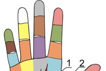 बाएं और दाएं हाथ की हथेली पर रेखाएं क्या होती हैं - अर्थ
