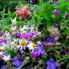 Kupala herbs - koleksyon ng mga halamang gamot sa bisperas ng Ivan Kupala
