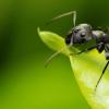 हम चींटियों का सपना क्यों देखते हैं