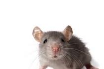 छोटे भूरे रंग के चूहे क्यों सपने देखते हैं (बहुत) कई चूहे भाग जाते हैं