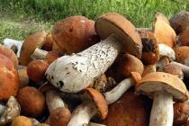 Bakit mo pinapangarap ang Maraming Mushroom?