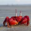 Bakit buhay ang crab nangangarap