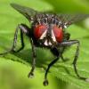 ड्रीम इंटरप्रिटेशन: आप मक्खियों का सपना क्यों देखते हैं, सपने में मक्खियाँ देखने का मतलब है कि आप मक्खियाँ पकड़ने का सपना क्यों देखते हैं?