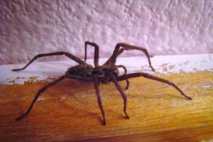 Ver una araña en realidad: por qué este encuentro, signos populares y supersticiones Si ves una araña en casa por la noche