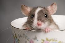 ¿Por qué los ratones sueñan? ¿Por qué ahogar a los ratones en un sueño?